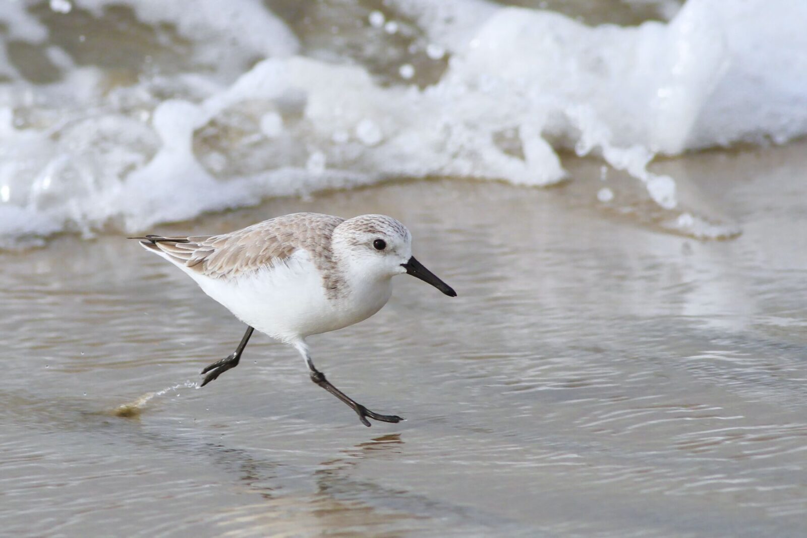 sand piper on the beach